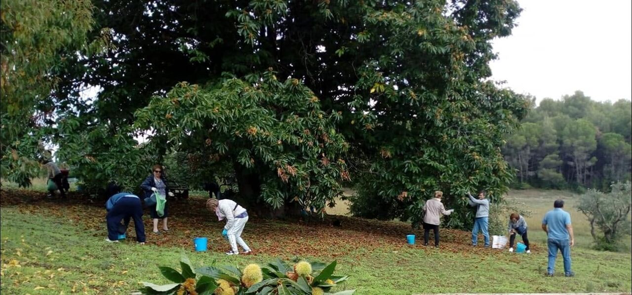 Raccolta delle castagne nel castagneto