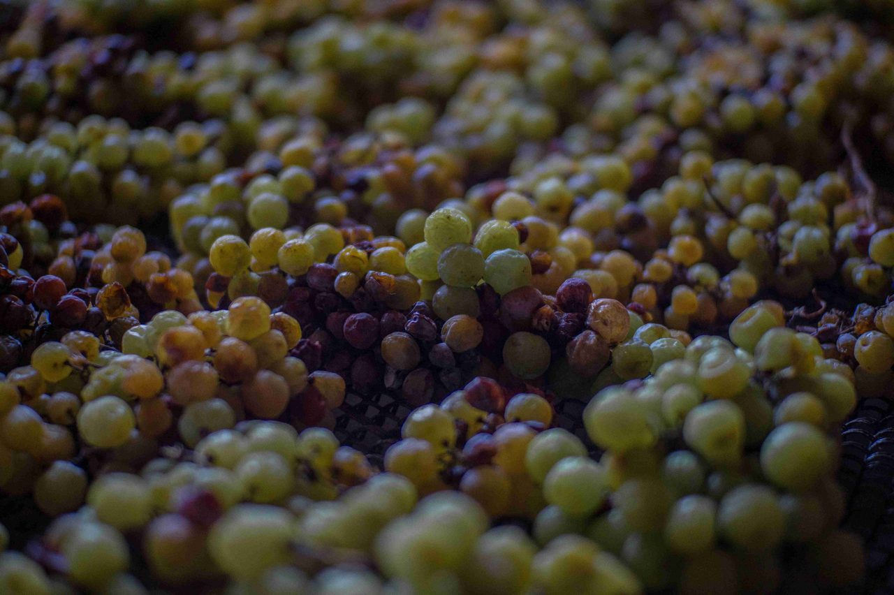 Chicchi di moscatello in appassimento, dai toni ambrati e dorati